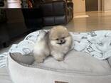 Magnifiques chiots Spitz Pomeranian de 12 semaines - photo 2