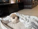 Magnifiques chiots Spitz Pomeranian de 12 semaines - photo 3