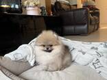 Magnifiques chiots Spitz Pomeranian de 12 semaines - photo 5