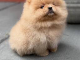 Magnifiques chiots Spitz Pomeranian de 12 semaines