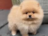 Magnifiques chiots Spitz Pomeranian de 12 semaines - photo 1