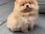 Magnifiques chiots Spitz Pomeranian de 12 semaines - photo 2