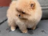 Magnifiques chiots Spitz Pomeranian de 12 semaines - photo 3