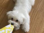 Maltese puppy - photo 1