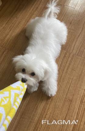 Maltese puppy