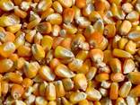 Maïs sans OGM. 10000 т. - фото 1