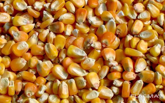 Maïs sans OGM. 10000 т.