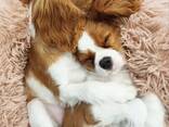 Милый щенок кавалера - photo 1