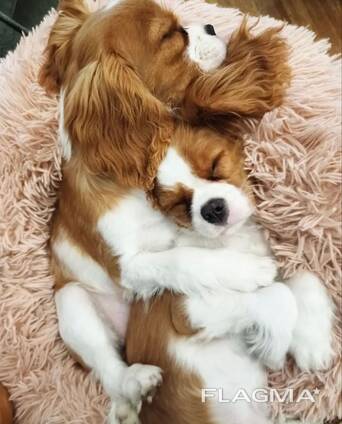 Милый щенок кавалера