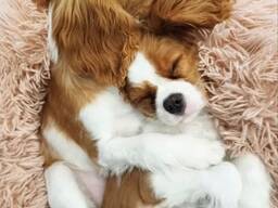 Милый щенок кавалера