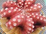 Мороженная рыба и морепродукты во Францию от завода из КНР - фото 7