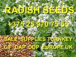 Mustard Seeds Sale Supplies turnkey DAP DDP Europe UK from Poland company - BUY NOW! - фото 2