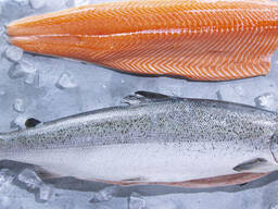 New harvest Norwegian Atlantic Salmon Fillet Whole Round Fresh Fish Pink Salmon Salmon