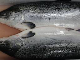 Norwegian salmon fish for sale