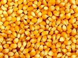 Nourrir le maïs (fourrage) - Кукуруза фуражная (кормовая) - фото 1