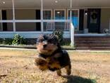 Nous avons des chiots Yorkshire Terrier - photo 1