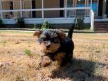 Nous avons des chiots Yorkshire Terrier - photo 3