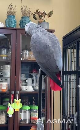 Offre de perroquet du gabon