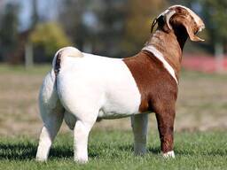 High Quality, Healthy, Registered Purebred Boer Meat goats