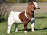 High Quality, Healthy, Registered Purebred Boer Meat goats - photo 1