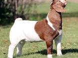 High Quality, Healthy, Registered Purebred Boer Meat goats - photo 2