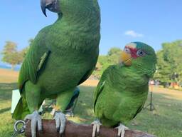 Perroquets amazone à nuque jaune