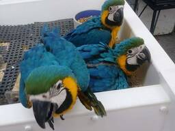 Perroquets aras affectueux