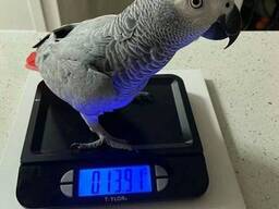 Perroquets gris d'Afrique