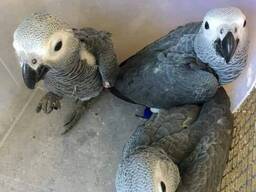 Perroquets gris d'Afrique intelligents Prêts à rejoindre leur nouvelle famille