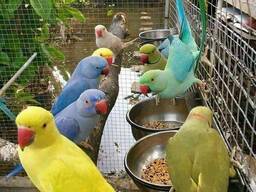 Perruche à collier parlante indienne très sociable