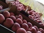 Polish apples (wide range of varieties) - фото 2