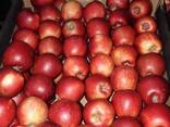 Polish apples (wide range of varieties) - фото 3