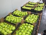 Polish apples (wide range of varieties) - фото 5