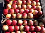 Polish apples (wide range of varieties) - фото 9