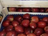Polish apples (wide range of varieties) - фото 12