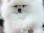 Pomeranian Mini Spitz Purebred / Spitz Nain Poméranien / Померанский мини шпиц / շպից - photo 2