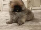 Pomeranian Mini Spitz Purebred / Spitz Nain Poméranien / Померанский мини шпиц / շպից - photo 4