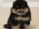 Pomeranian Mini Spitz Purebred / Spitz Nain Poméranien / Померанский мини шпиц / շպից - photo 9