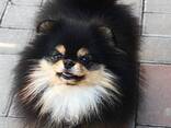 Pomeranian Mini Spitz Purebred / Spitz Nain Poméranien / Померанский мини шпиц / շպից - photo 11