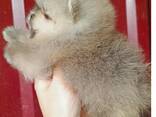 Pomeranian Mini Spitz Purebred / Spitz Nain Poméranien / Померанский мини шпиц / շպից - photo 12