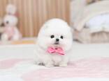 Pomeranian puppy - photo 2