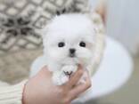 Pomeranian puppy - photo 3