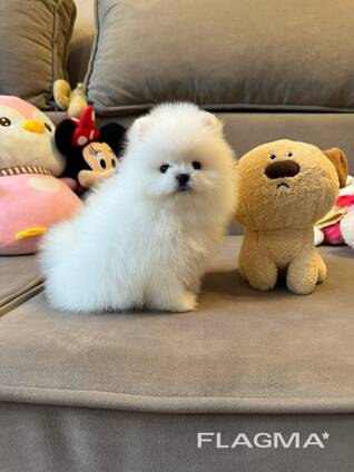 Шпицепомеранского шпица