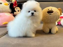 Шпицепомеранского шпица