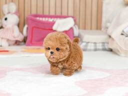 Poodle puppy