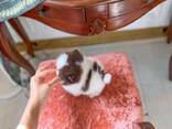 Poodle puppy - photo 3