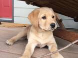 Portée de Labradors Retrievers inscrits au Kennel Club - photo 1