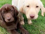 Portée de Labradors Retrievers inscrits au Kennel Club - photo 2