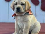 Portée de Labradors Retrievers inscrits au Kennel Club - photo 3