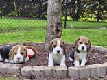 Продаются очаровательные щенки бигля - photo 3